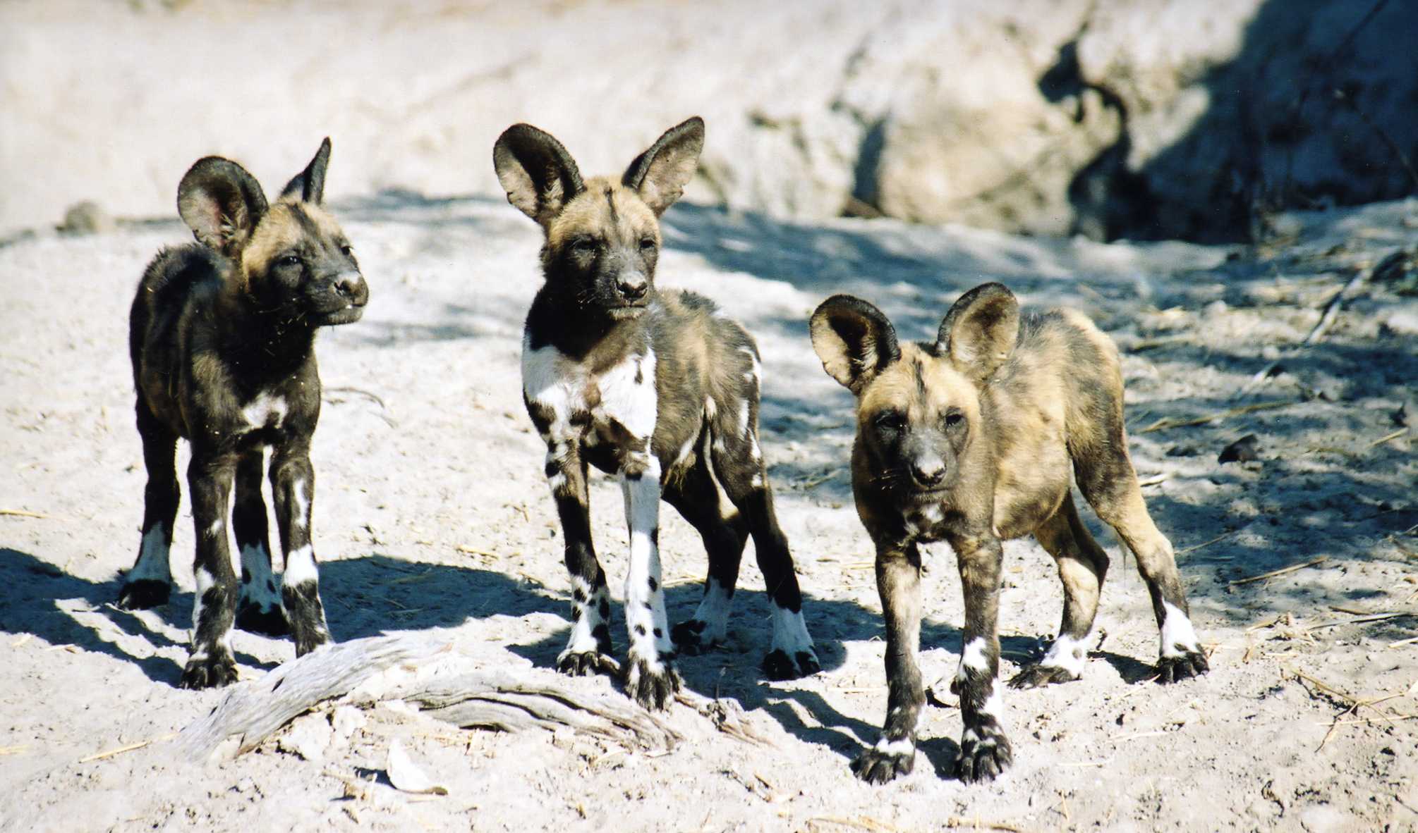 Ruth Baker Waltons Botswana Experience